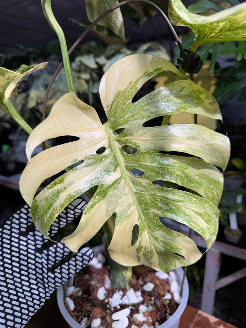 早い者勝ち　モンステラ　デリシオーサ　レガシー　久々絶美斑入り株