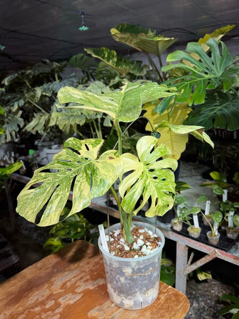 早い者勝ち　モンステラ　デリシオーサ　レガシー　久々絶美斑入り株