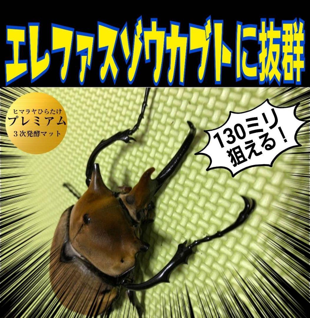極上！プレミアム3次発酵カブトムシマット【6袋セット】ギネスサイズ羽化実績多数