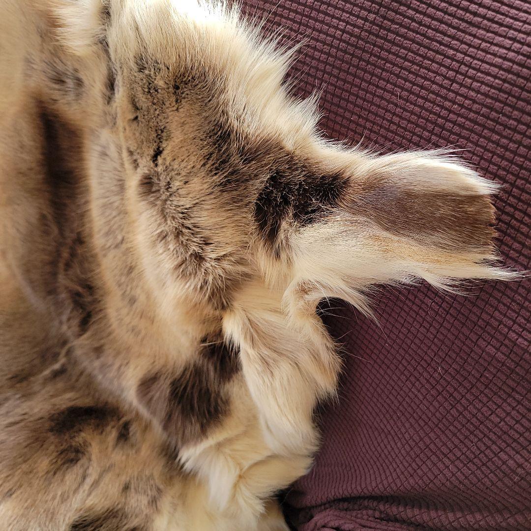 トナカイ毛皮　高級毛皮ラグ