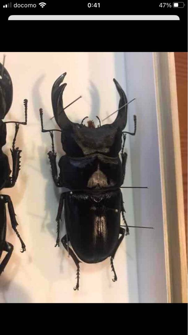国産オオクワガタ♂標本　85.8mm