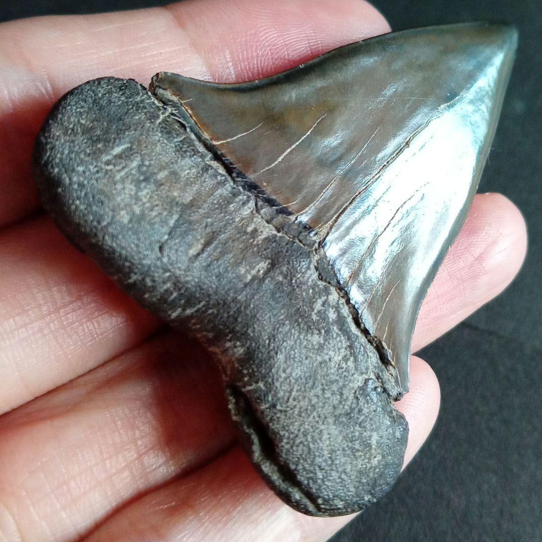 サメの歯　ホホジロザメ　絶滅種　特大　完全体　極美麗　６５mm