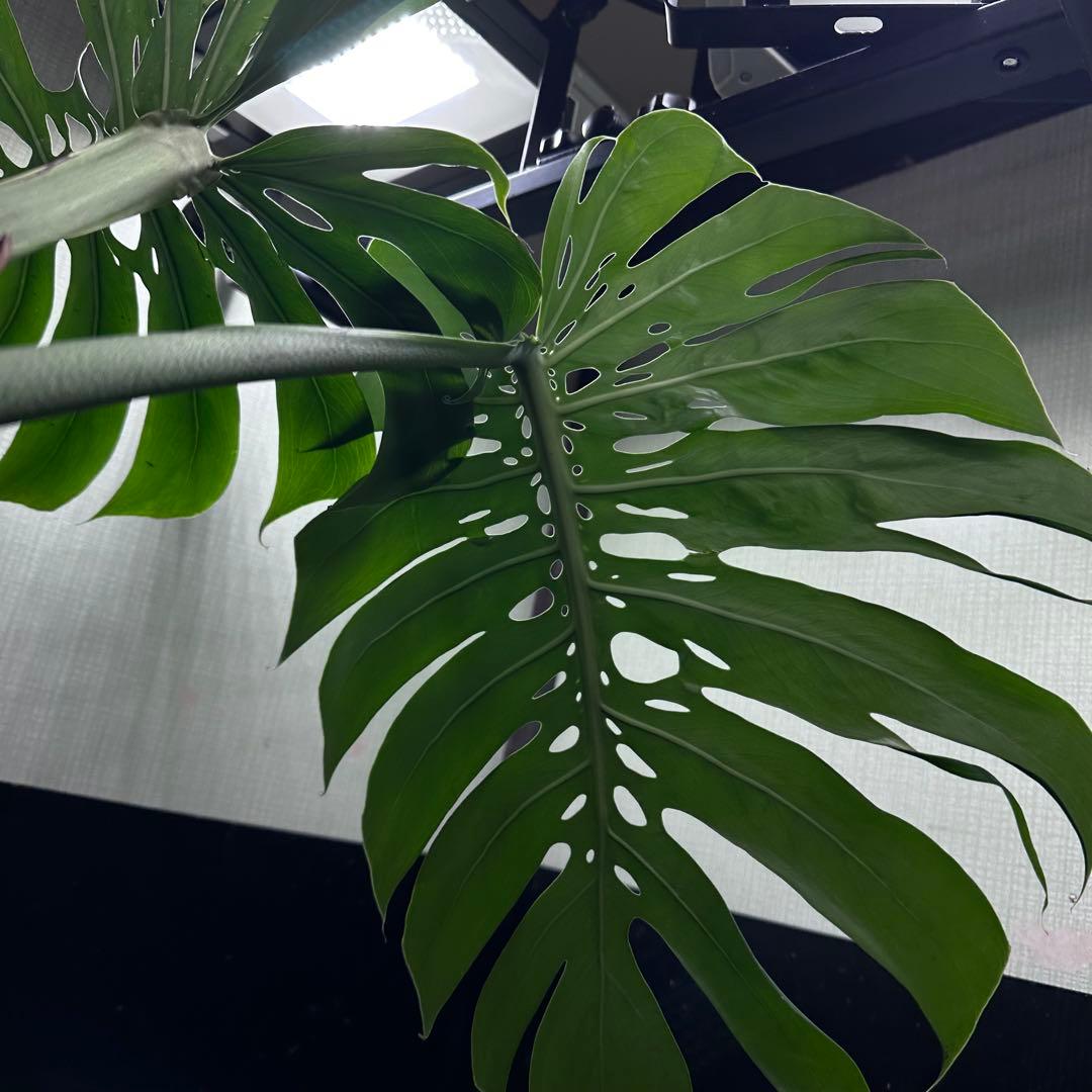 P*Y様 モンステラデリシオーサマクロコズム超希少系統鉢植え