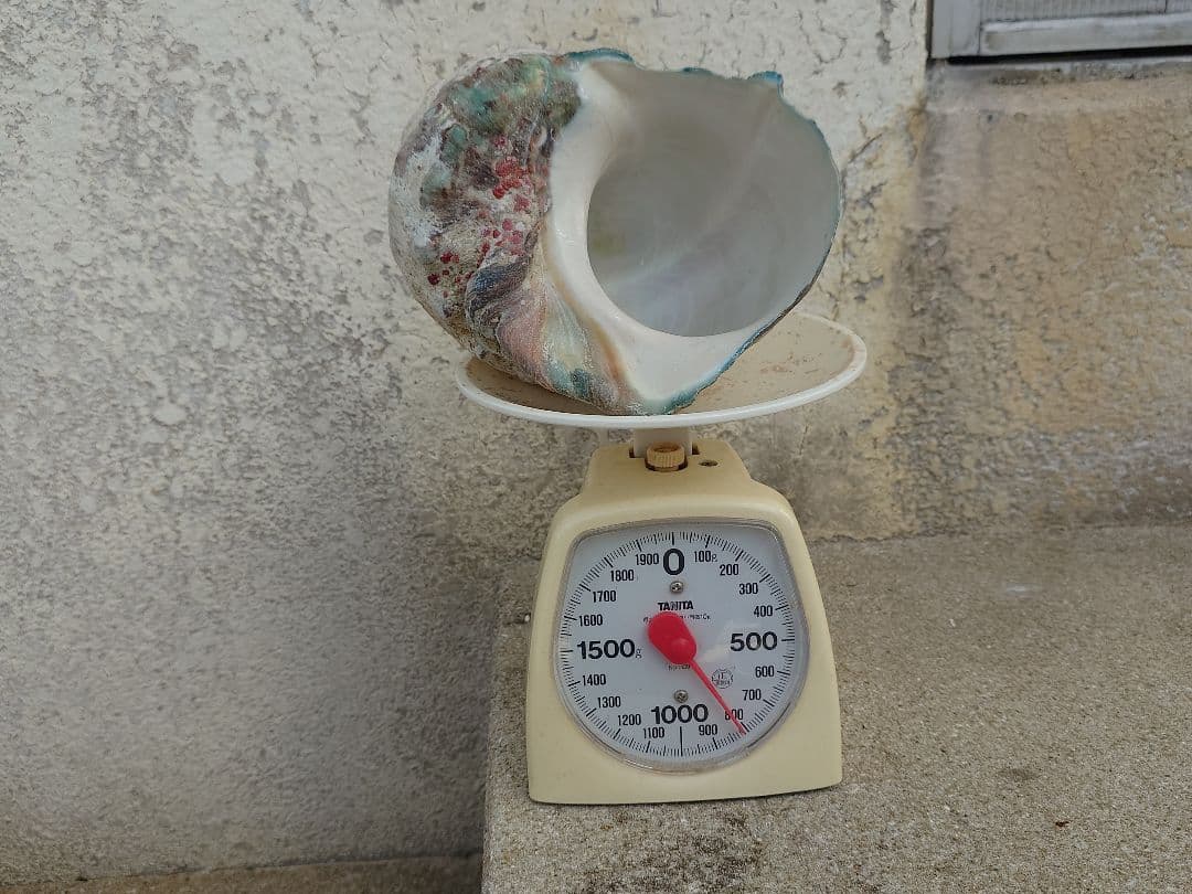 ☆貝☆貝殻☆標本☆　夜光貝×12個