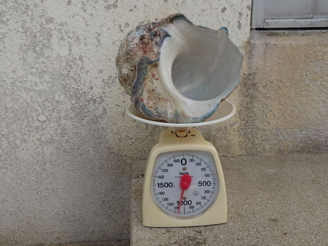 ☆貝☆貝殻☆標本☆　夜光貝×12個