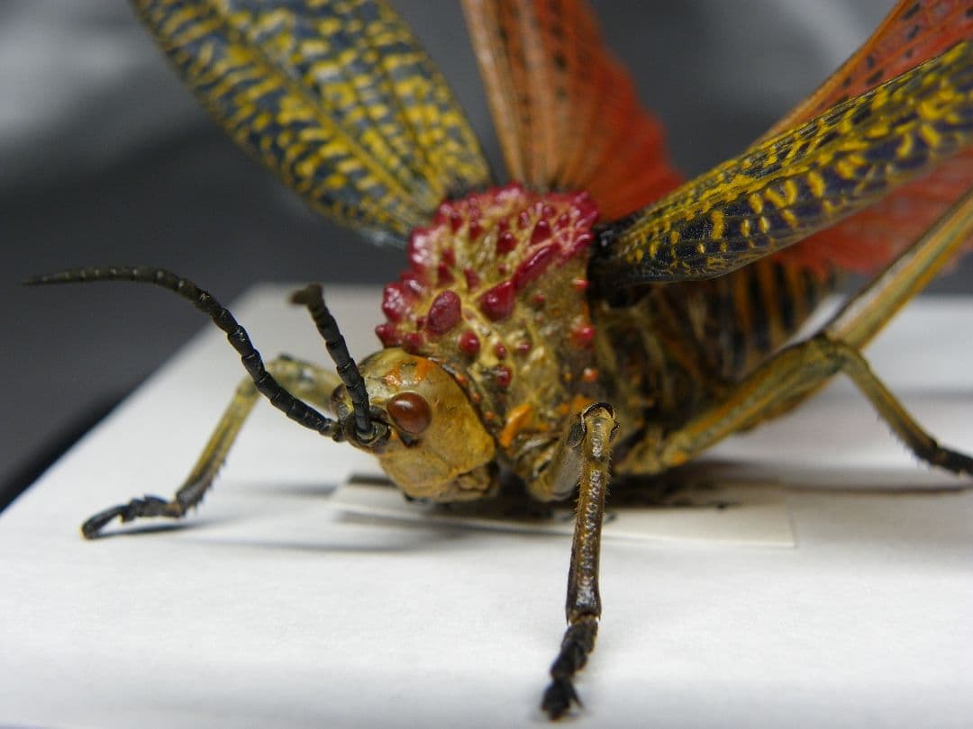 マダガスカルのドクバッタ　立体標本