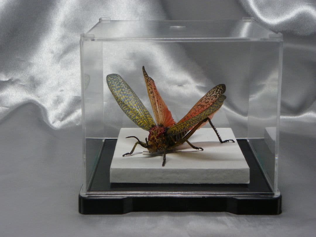 マダガスカルのドクバッタ　立体標本