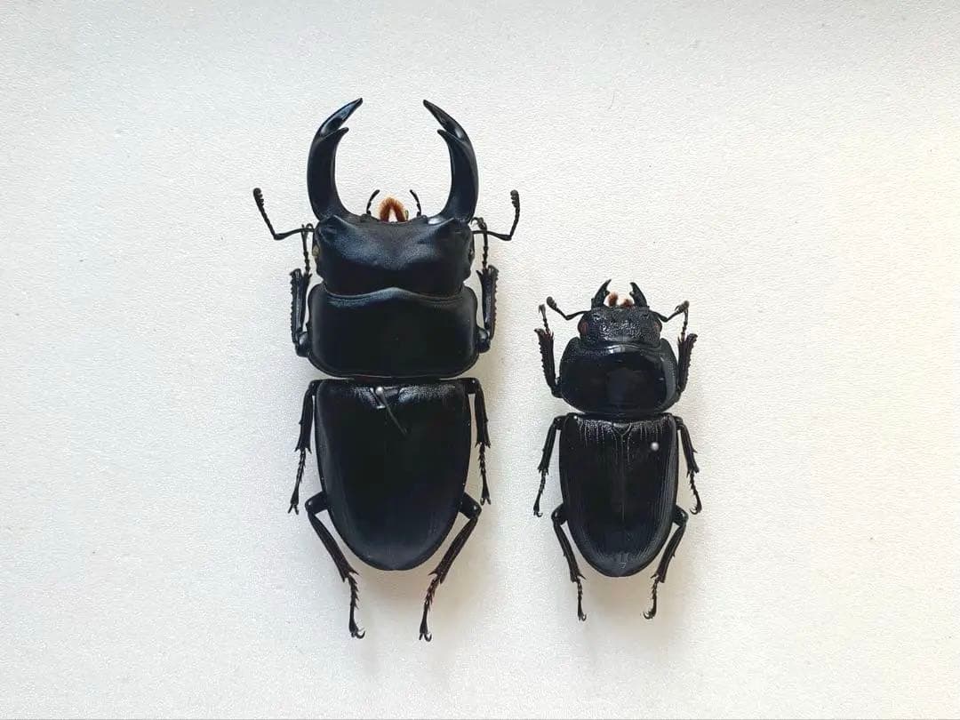 オオクワガタ　野外品