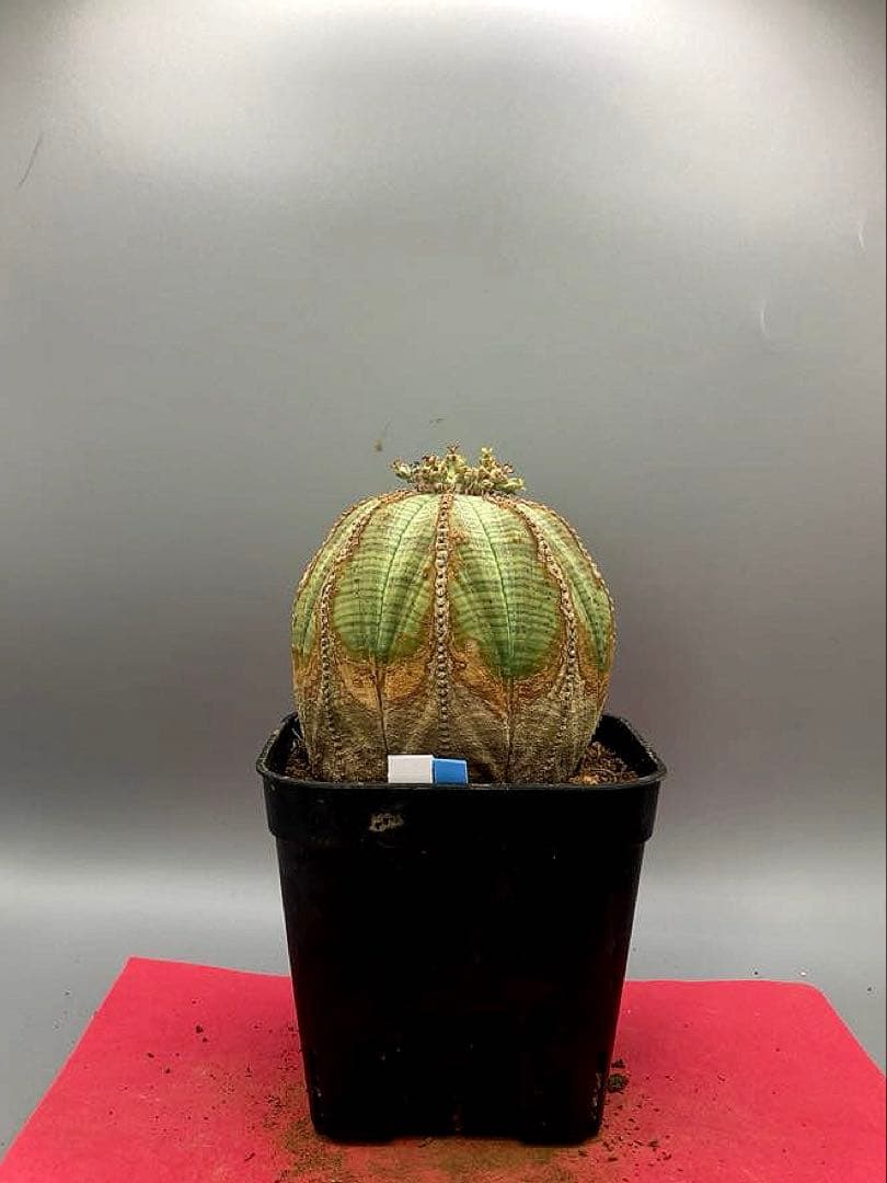 《3号WB》ユーフォルビア　オールド　オベサ　雌株