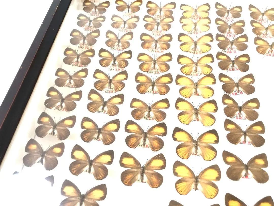 【ラスト1箱 チョウセンアカシジミ 115頭】蝶 標本 ドイツ箱 Tatsumi