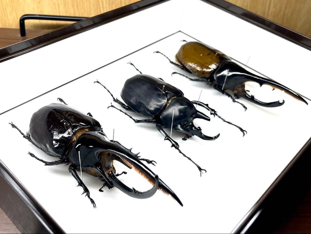 外国産カブト3種　標本　ネプチューン　リッキー　レックス（旧アクティオン）