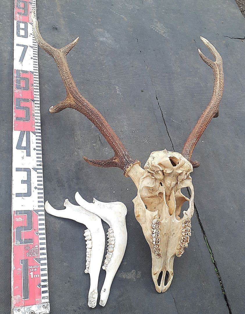 鹿　ニホンジカ　鹿角　剥製　頭骨　スカルトロフィー　頭蓋骨　ニホンジカ