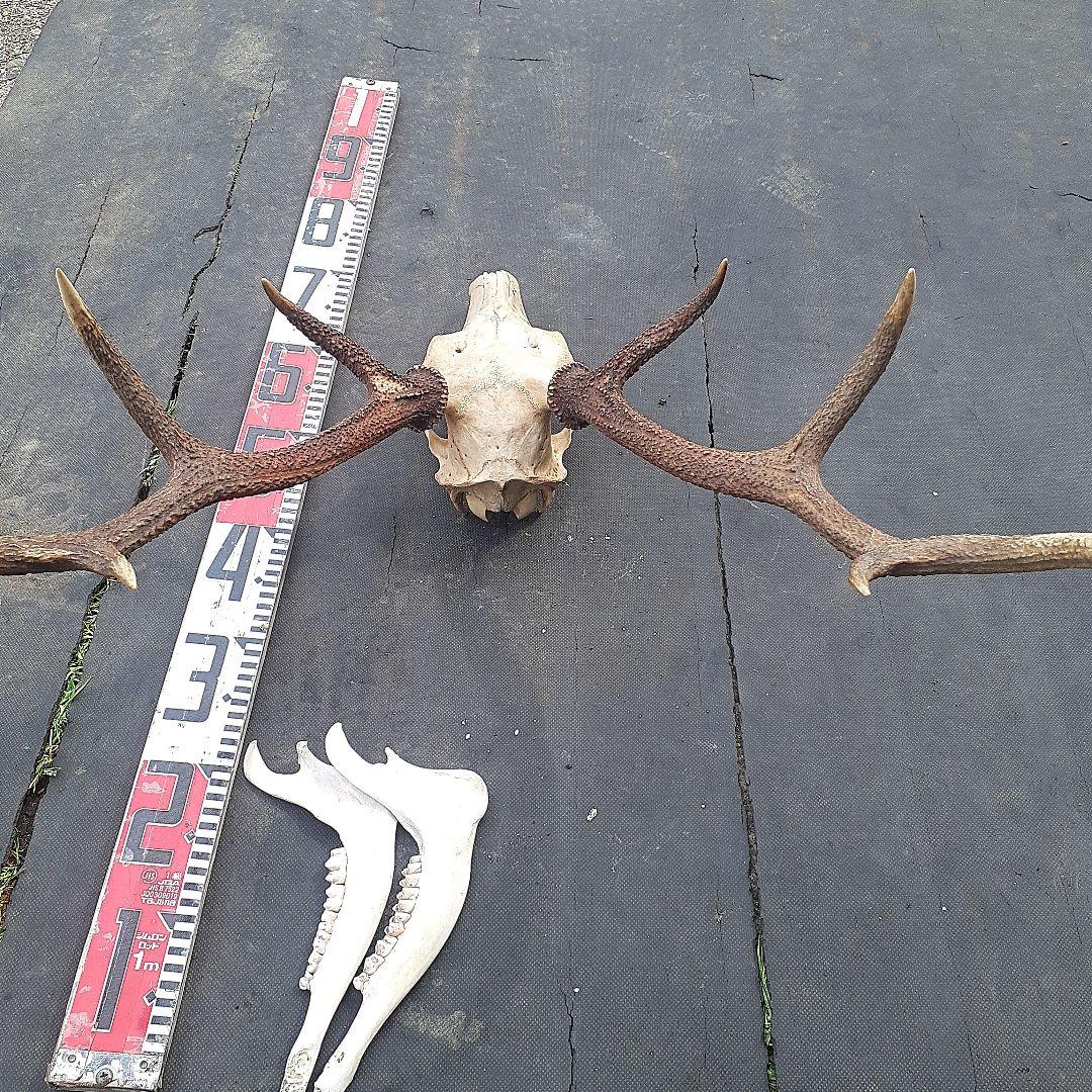 鹿　ニホンジカ　鹿角　剥製　頭骨　スカルトロフィー　頭蓋骨　ニホンジカ
