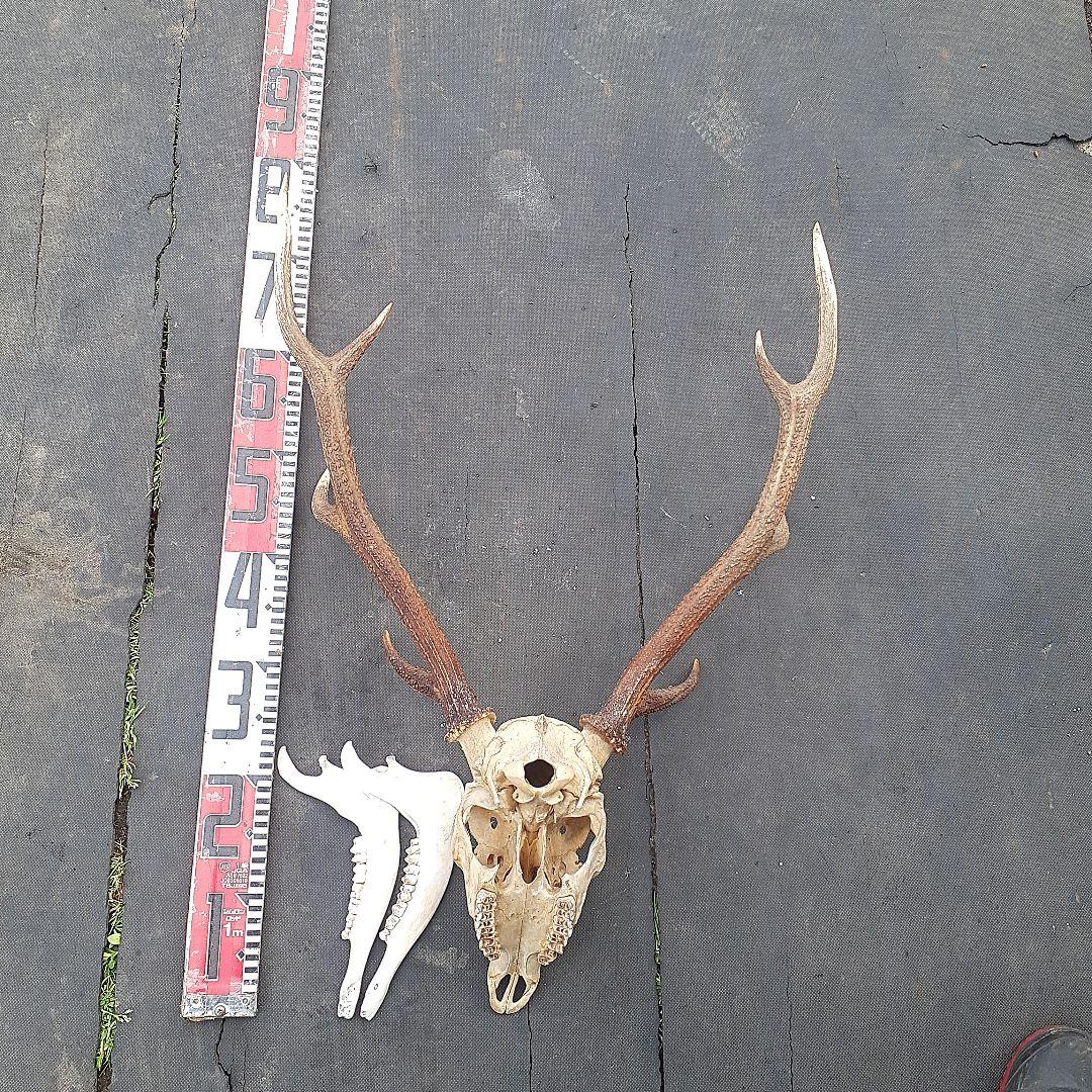 鹿　ニホンジカ　鹿角　剥製　頭骨　スカルトロフィー　頭蓋骨　ニホンジカ