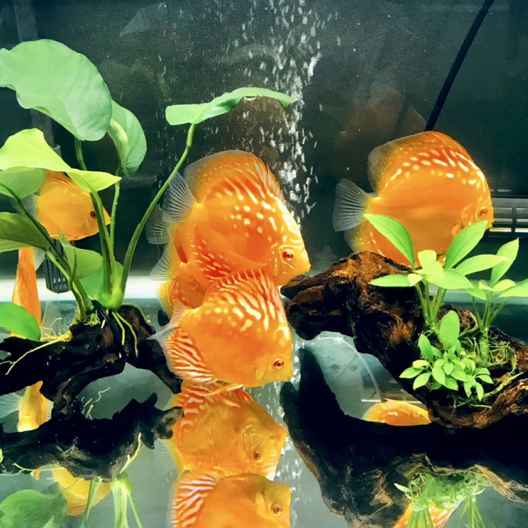 60cmワイド水槽×水槽台×照明　その他