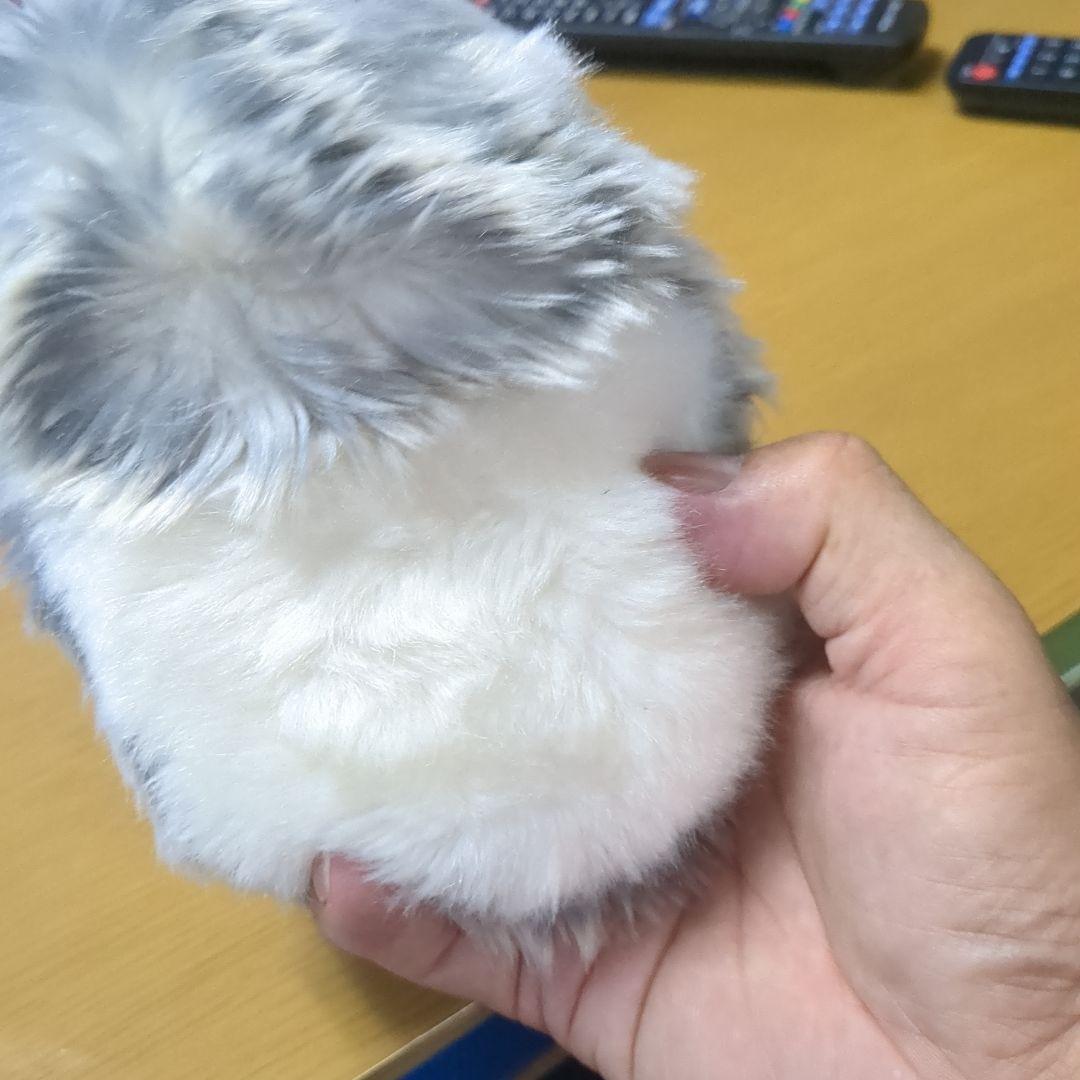 モフリン138日間ペットでした