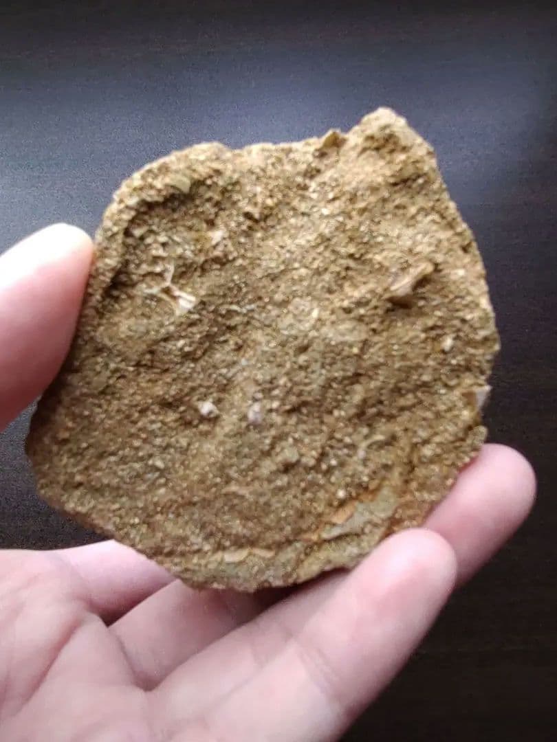 最終値下げ　モササウルスの歯　化石標本