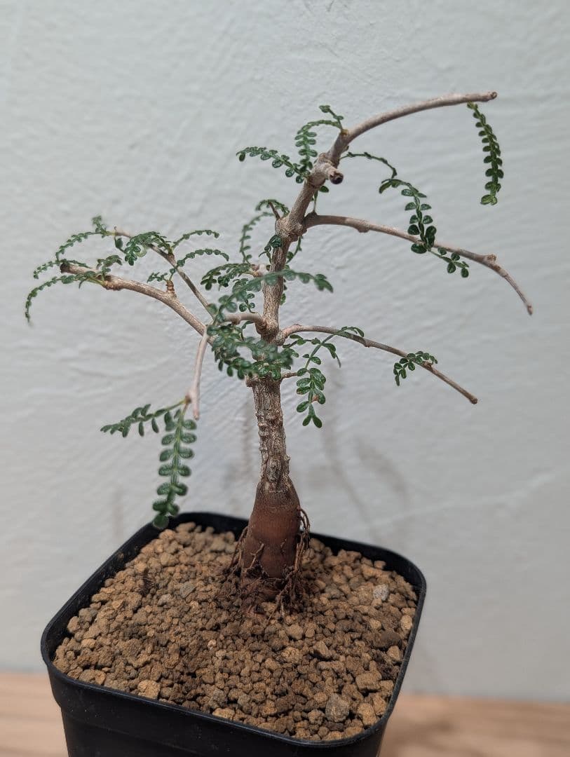 オペルクリカリア・ヒファエノイデス③ 4号鉢