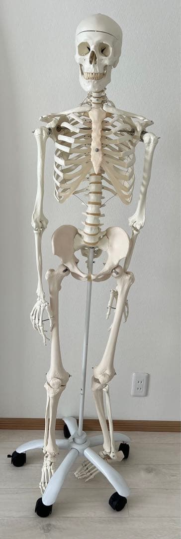 3B “スタン” 標準型骨格モデル A10