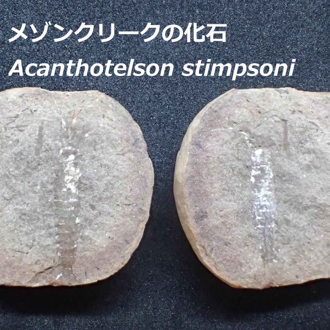 メゾンクリークの化石　１級品　アカンソテルソン　本物保証