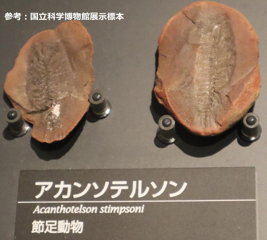 メゾンクリークの化石　１級品　アカンソテルソン　本物保証