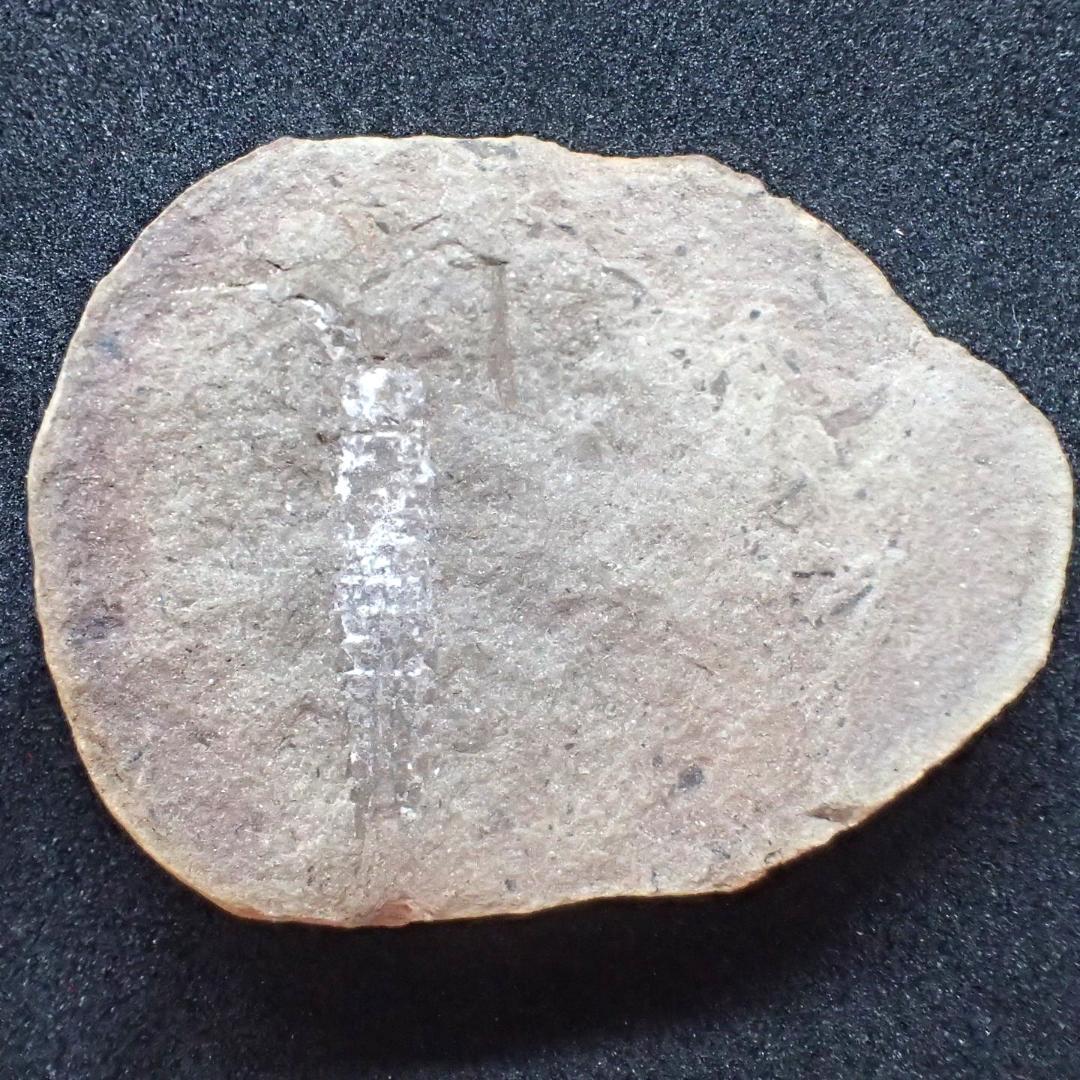 メゾンクリークの化石　１級品　アカンソテルソン　本物保証