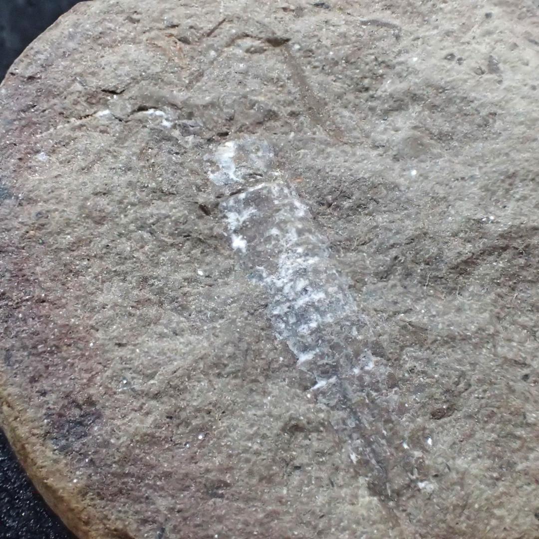 メゾンクリークの化石　１級品　アカンソテルソン　本物保証