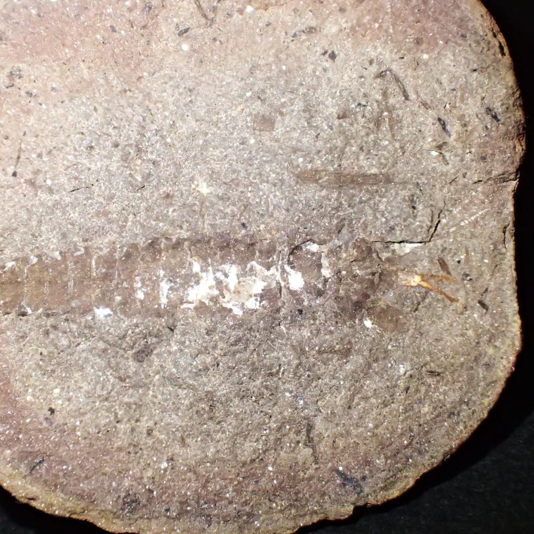 メゾンクリークの化石　１級品　アカンソテルソン　本物保証