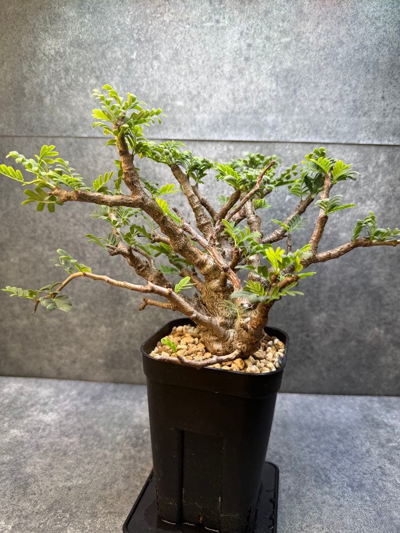 センナ　メリディオナリス　海外実生　発根済み　430