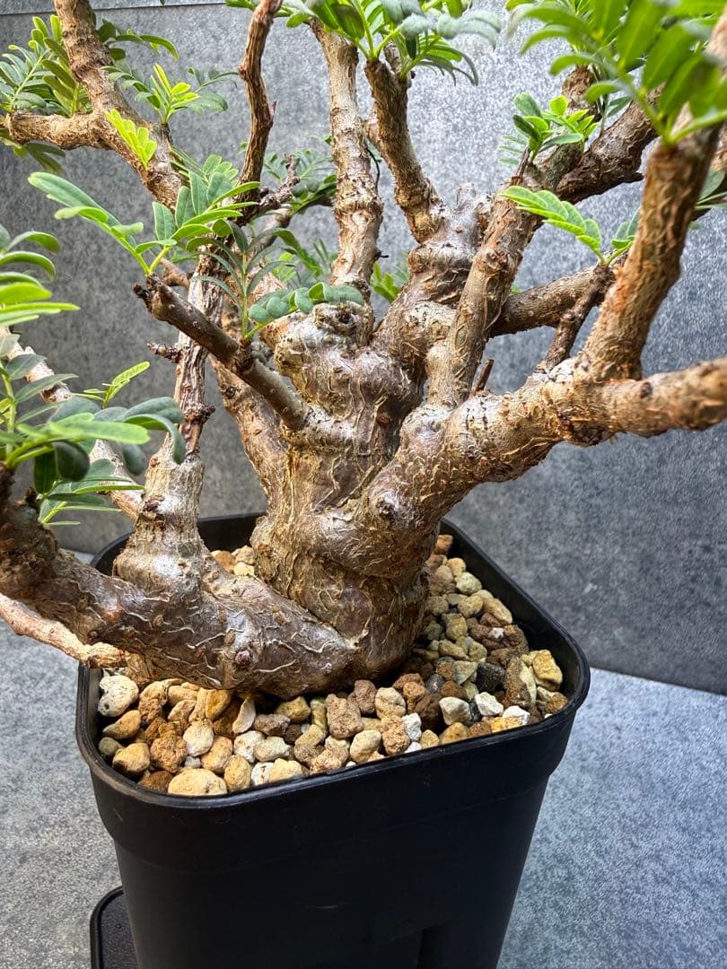 センナ　メリディオナリス　海外実生　発根済み　430