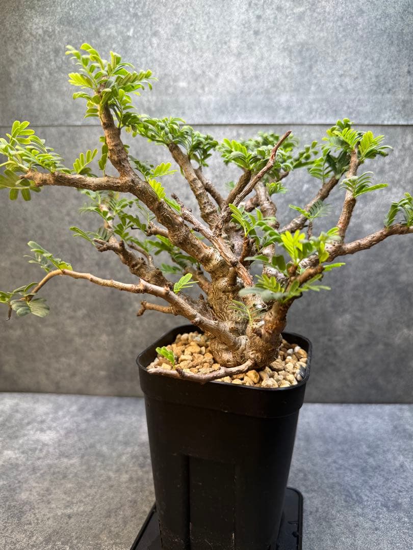 センナ　メリディオナリス　海外実生　発根済み　430