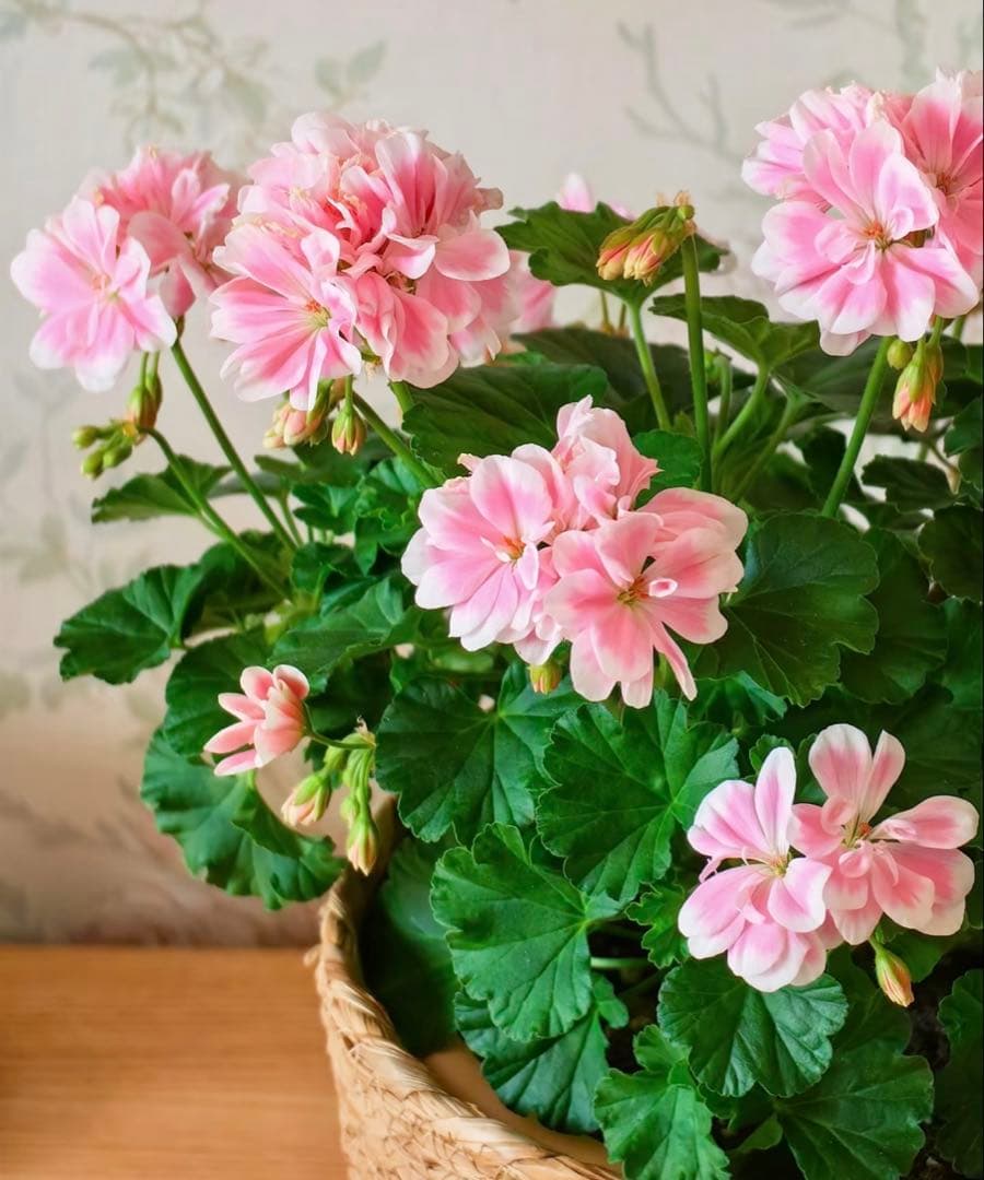 日本初ゼラニウム　希少品種ゼラニウム