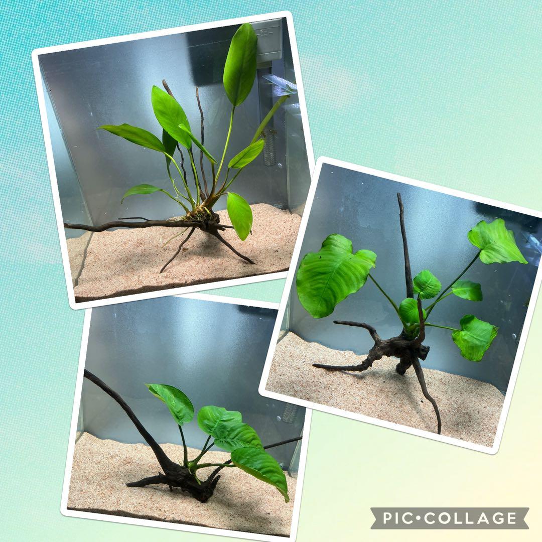 エムエー様 リクエスト 3点 まとめ商品　水草