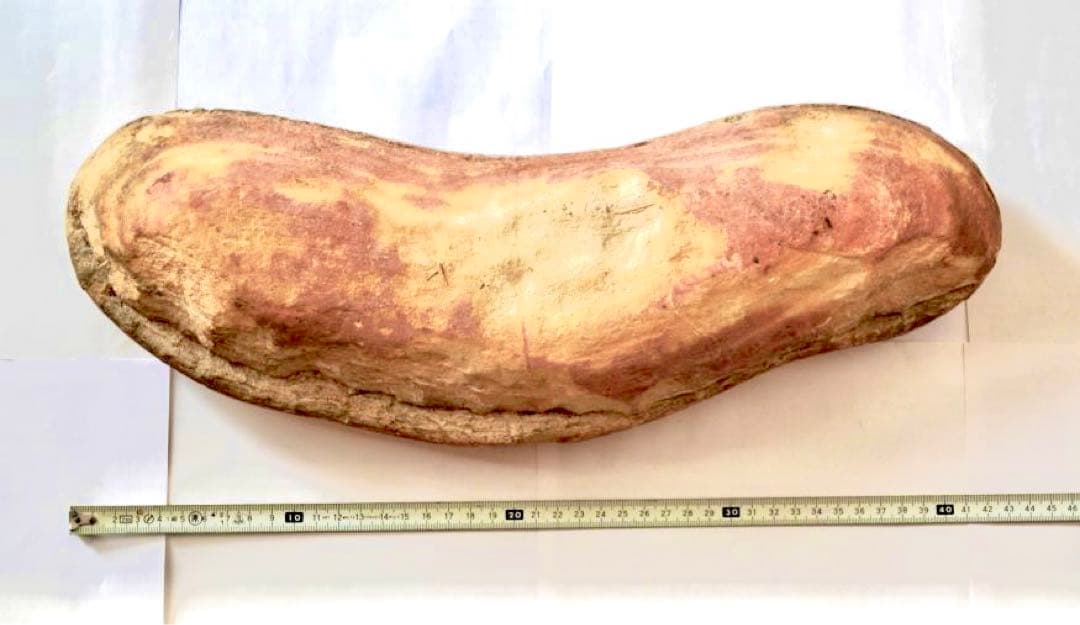 一億数千年前の獰猛・絶滅古代魚ヴィンクティフェルの希少美ネガポジ大型化石