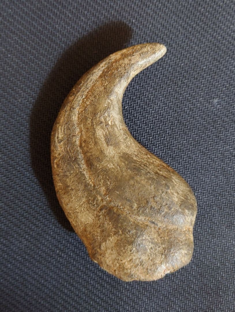 獣脚類　恐竜　ハンドクロウ　化石