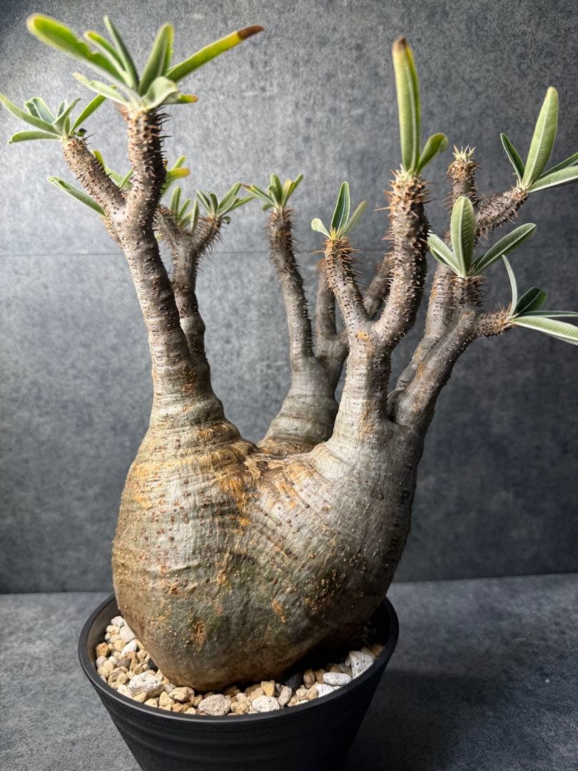 パキポディウム　グラキリス　現地球　発根済み　現15