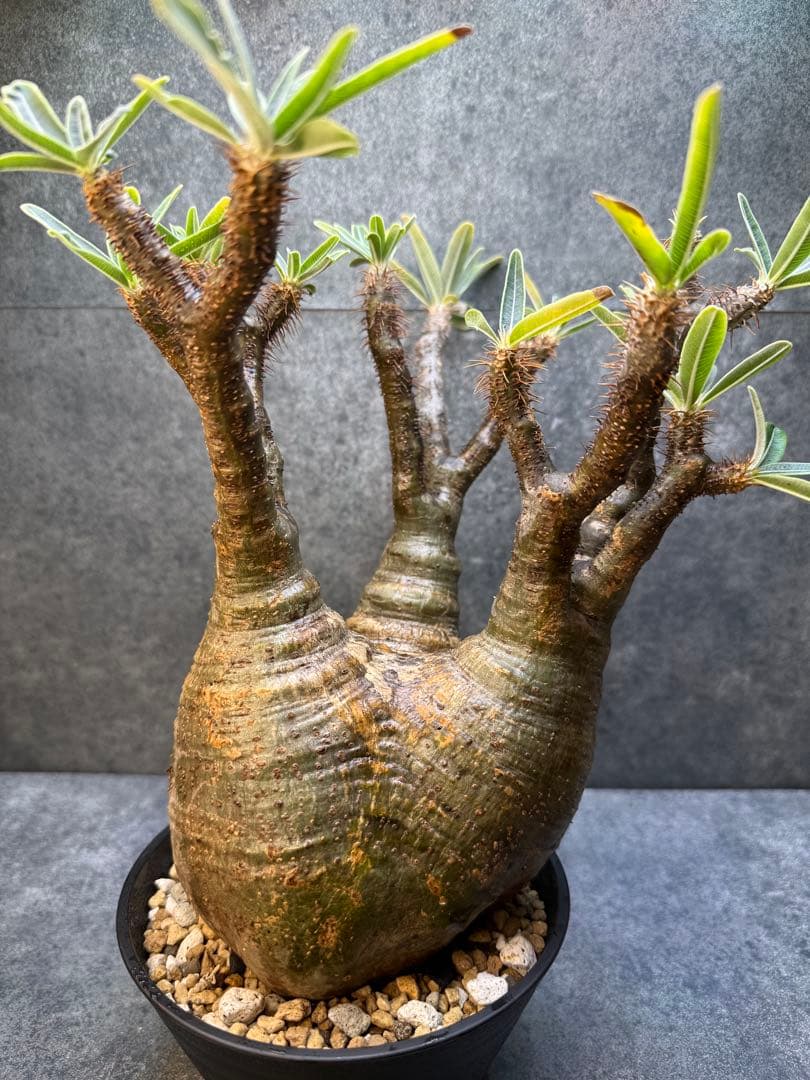 パキポディウム　グラキリス　現地球　発根済み　現15