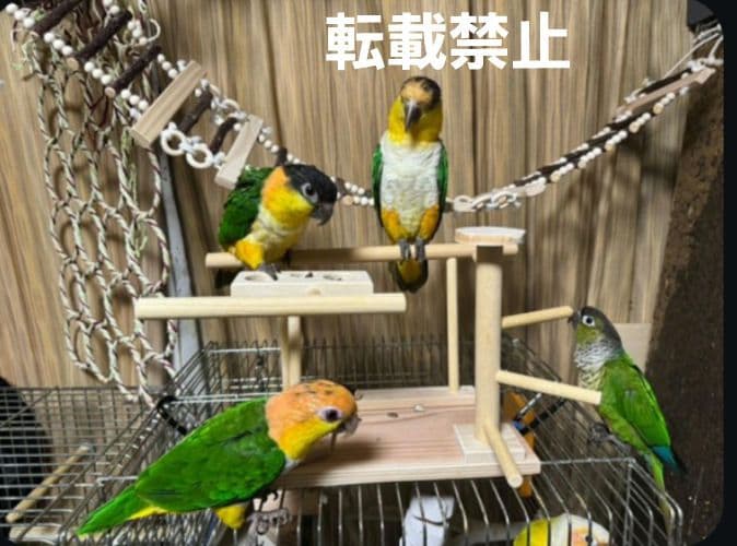 T56　止まり木　パーチ　門型　中型のインコちゃん用　スタンド