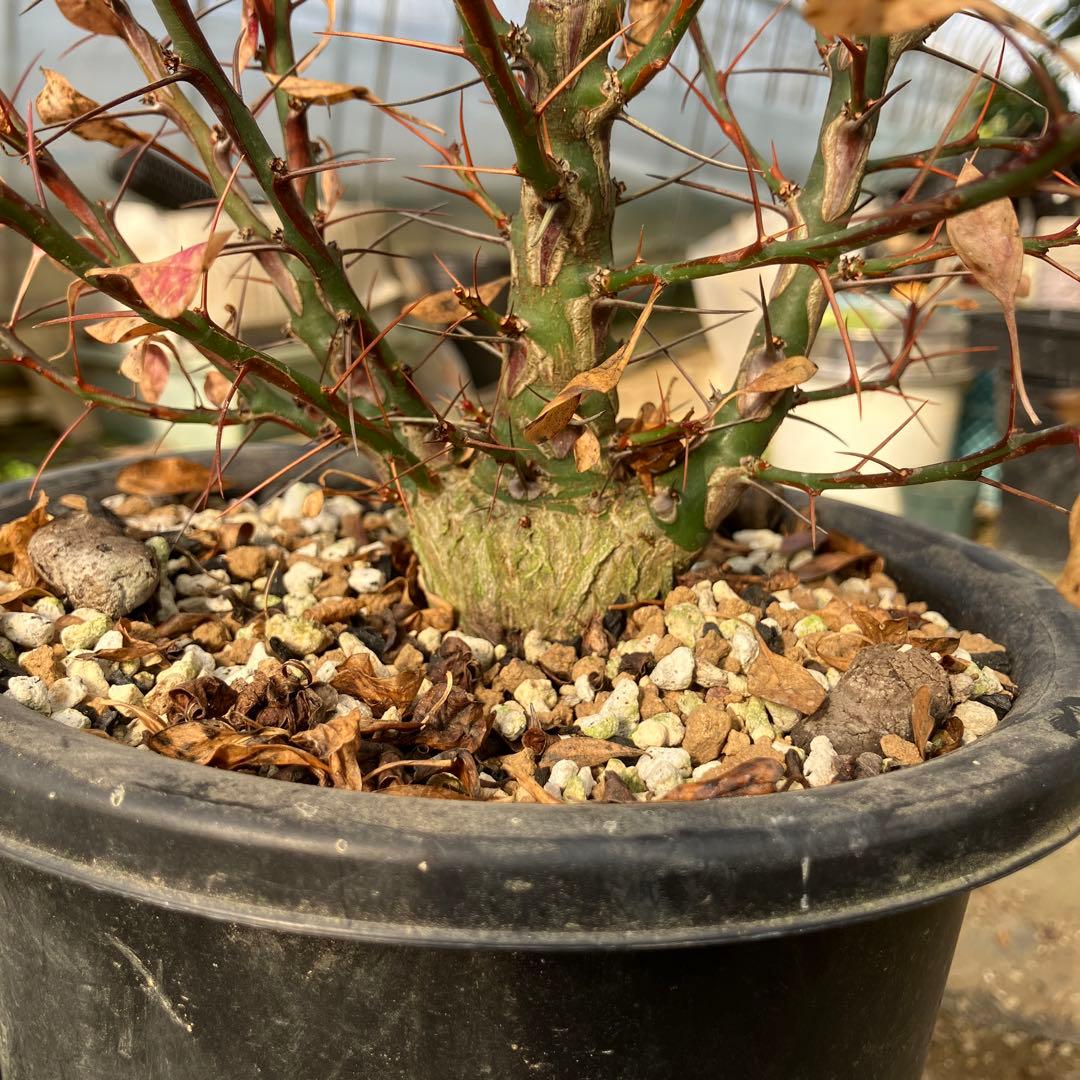 HIROフォークイエリア ファシクラータ