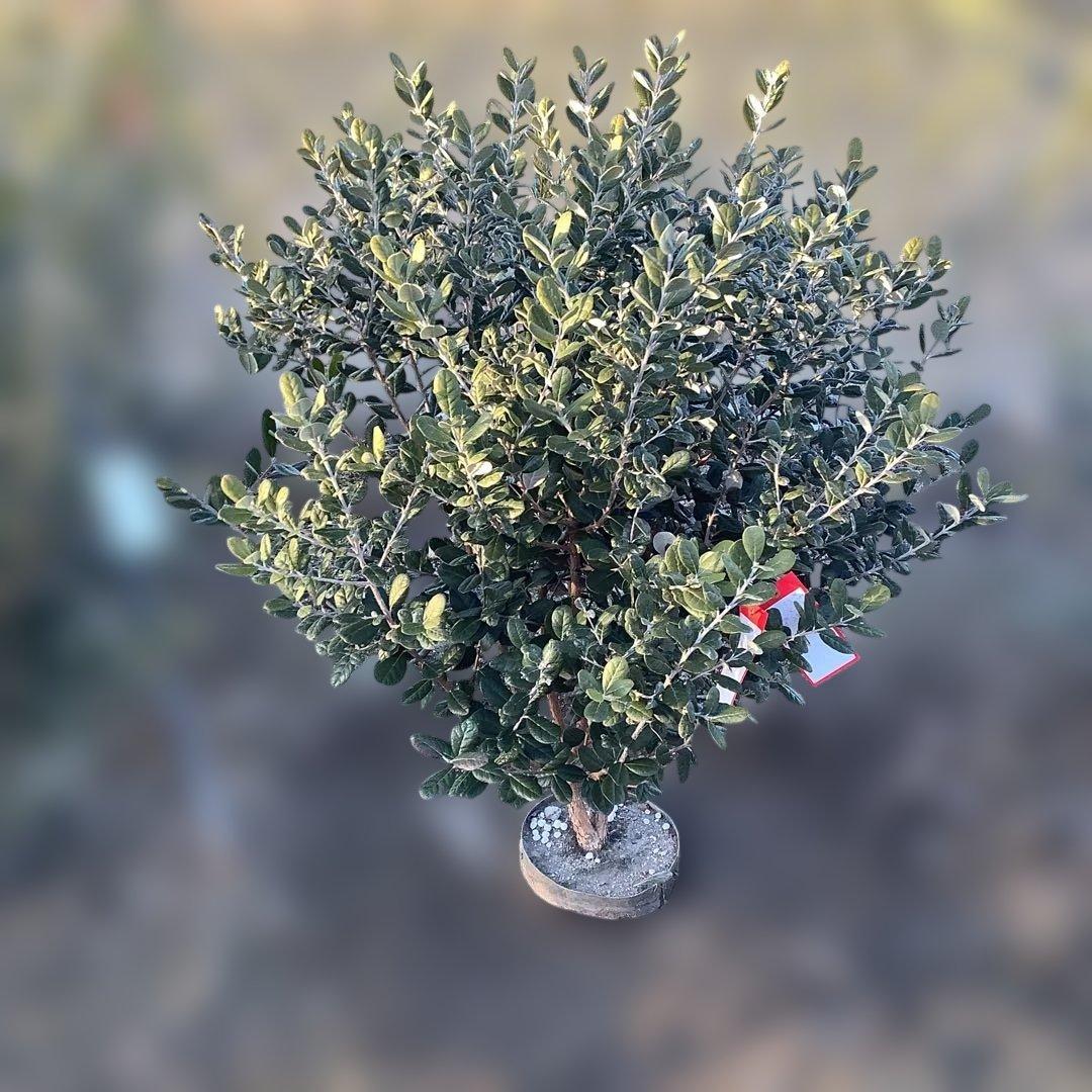 8-1果樹【フェイジョア】樹高約101cm【送料込み】