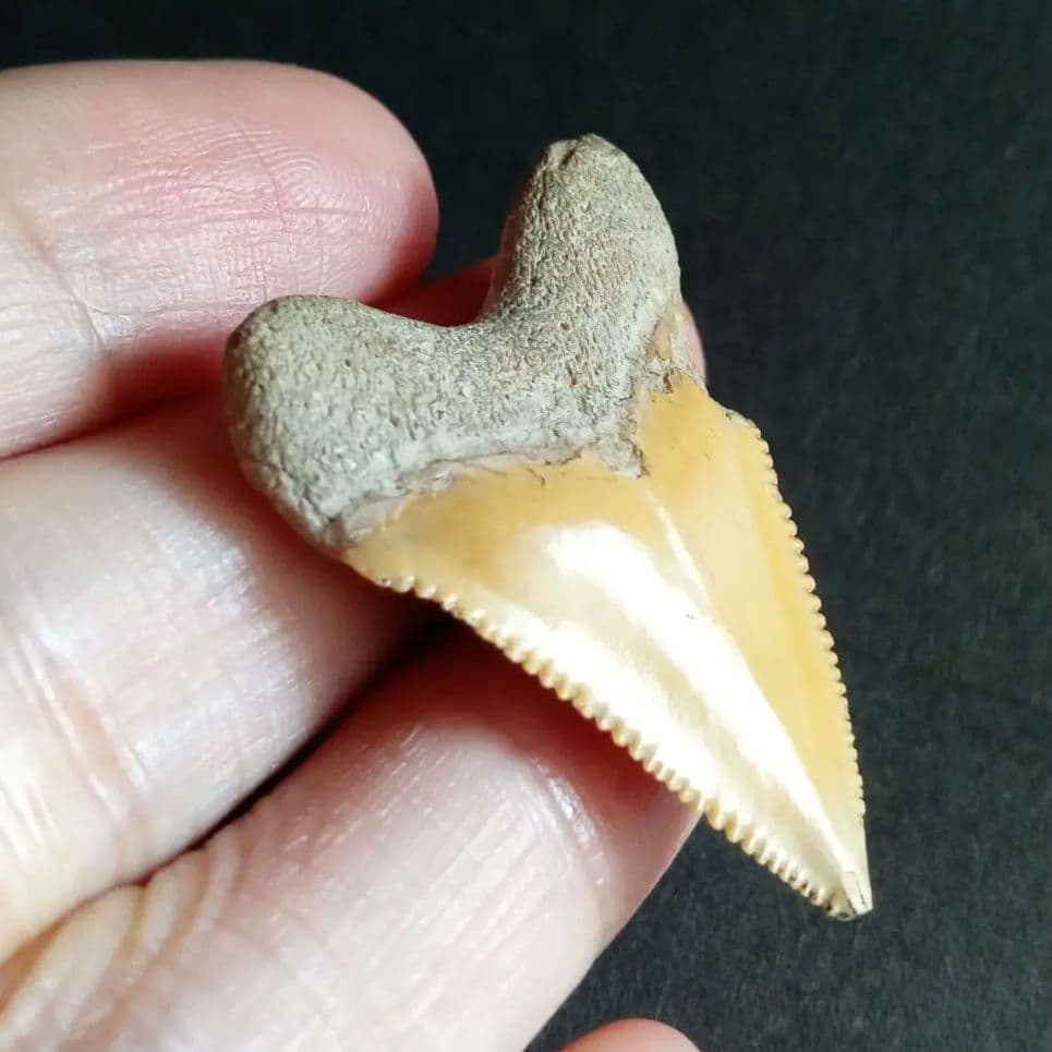 サメの歯化石　メガロドンの祖先種　希少種　カルカロクレス・チュブテンシス