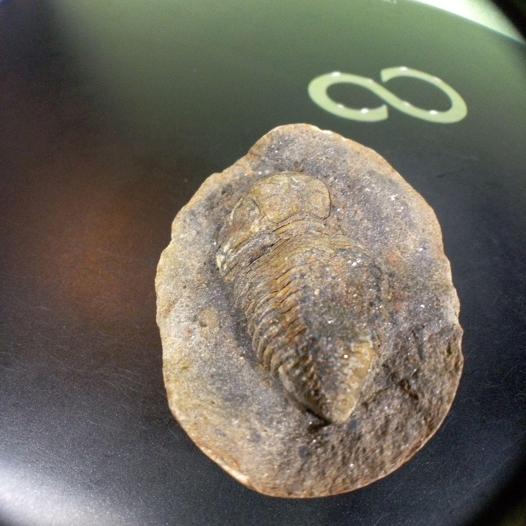 三葉虫　化石　fossil　ボリビア産　trilobite　三葉虫判別③