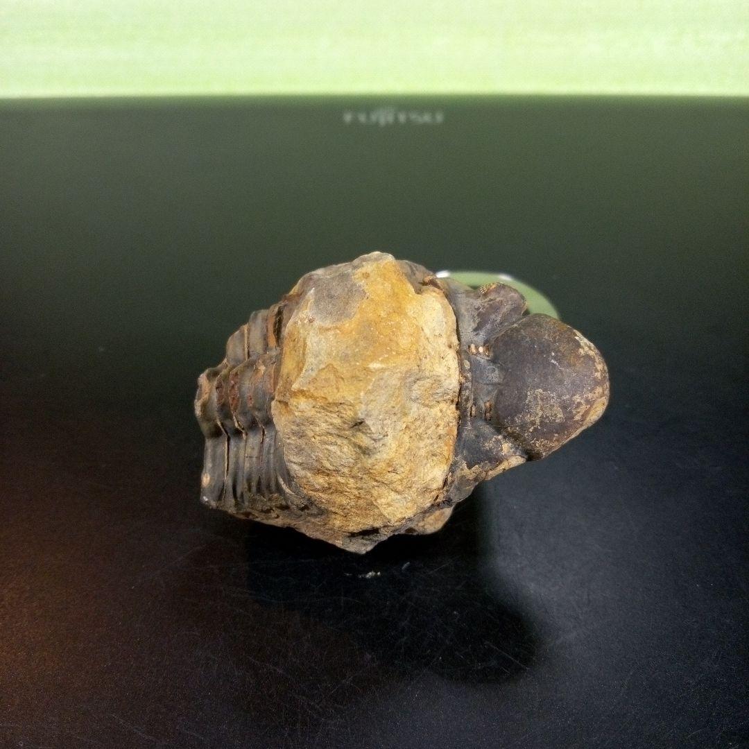 三葉虫　化石　fossil　ボリビア　trilobite　海生動物　三葉虫識別①