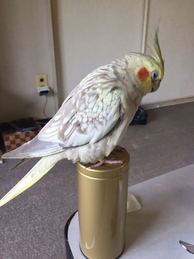 ぬまこさんとの連絡掲示板