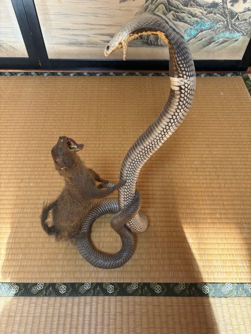【希少骨董品】コブラとイタチ