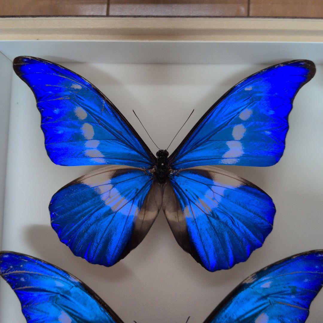 蝶標本 昆虫標本 外国産蝶標本　ヘレナモルフォ