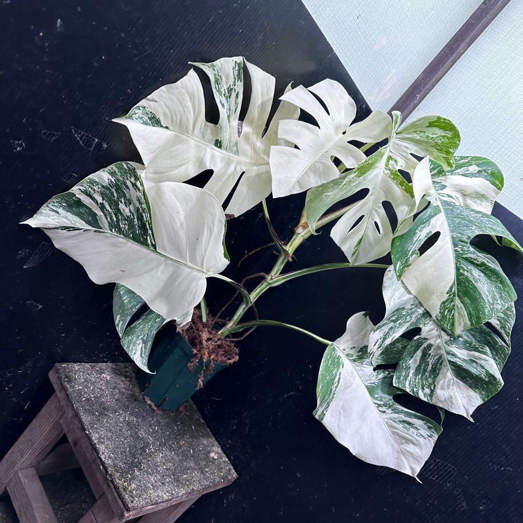 S*n様 斑入りモンステラ ホワイトタイガー極美大株74cm白斑多