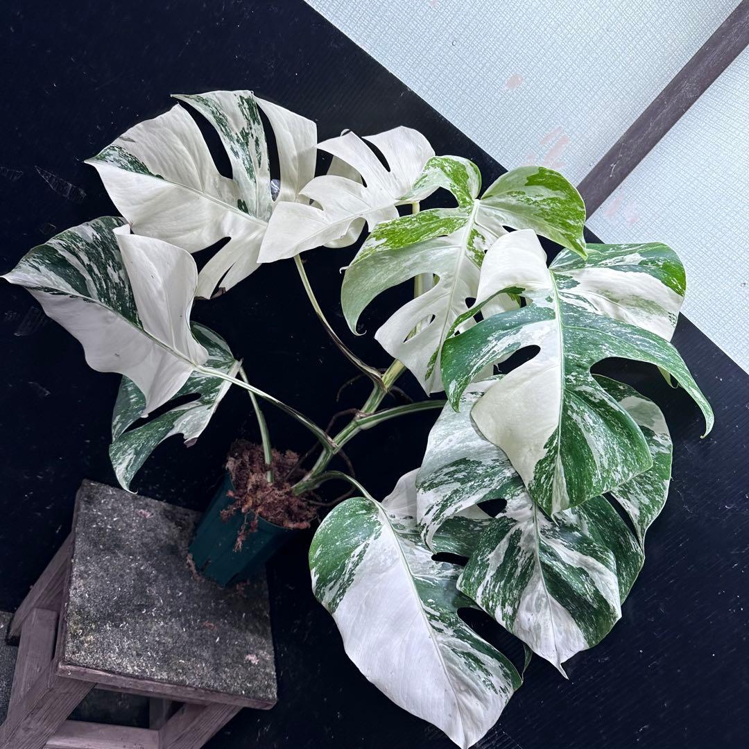 S*n様 斑入りモンステラ ホワイトタイガー極美大株74cm白斑多