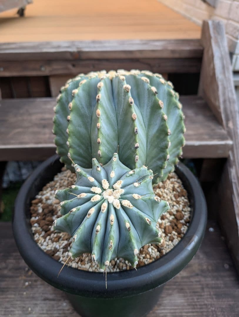 【Omc Labo】極上2　フェロカクタス刺無王冠竜　希少 サボテン　古木