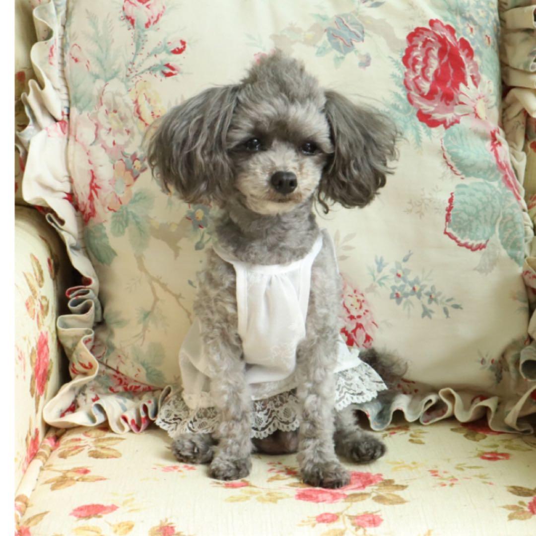 アトリエGG シンシアキャミソール